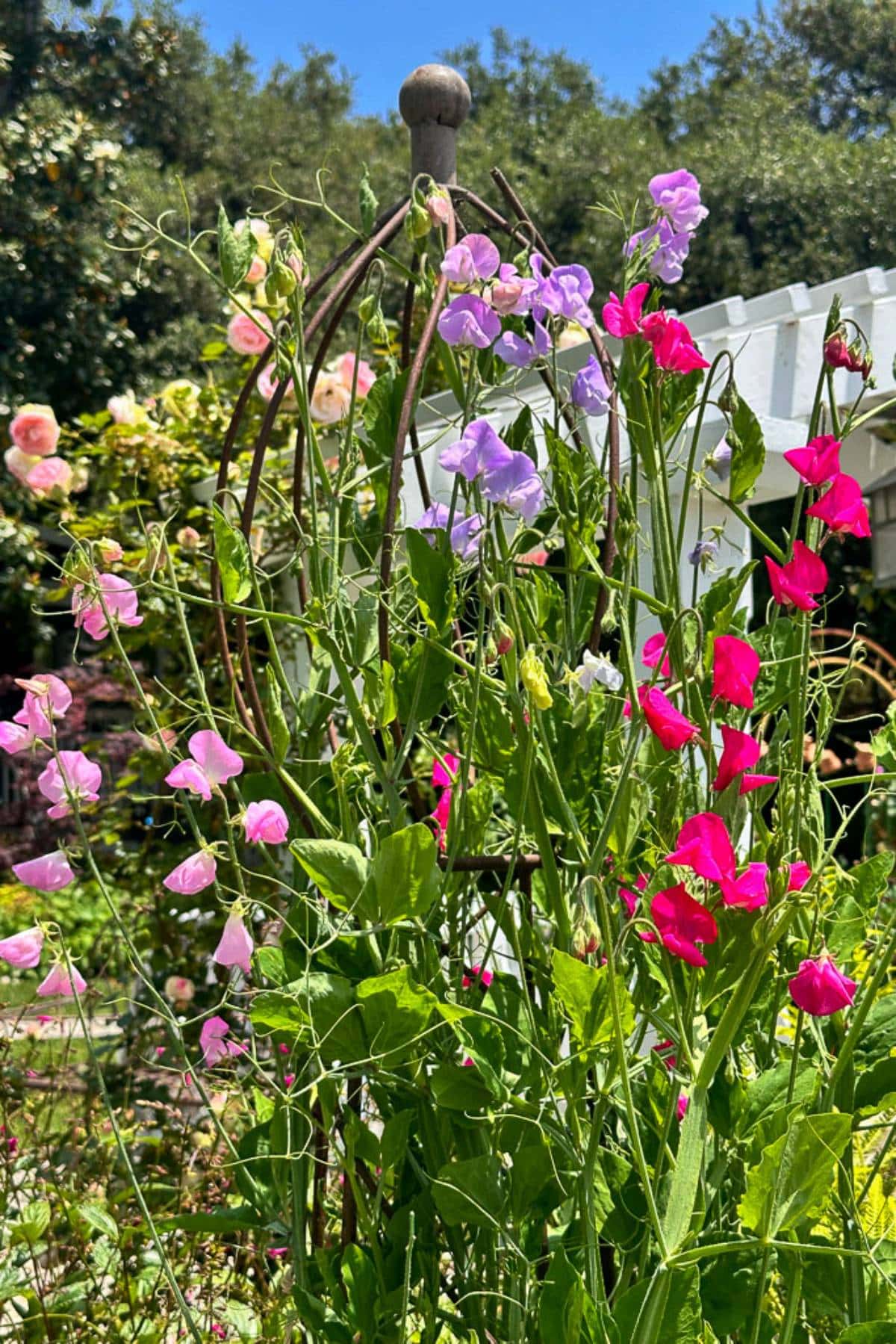 A garden scene with tall, colorful sweet pea flowers in shades of pink and purple. The flowers are supported by a rustic metal trellis, surrounded by lush green foliage. In the background, there is a wooden pergola and trees under a clear blue sky.