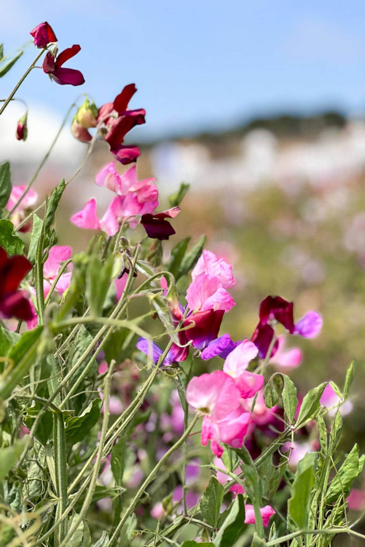 Close-up of pink and dark red flowers blooming amidst green foliage, with an out-of-focus background of more flowering plants and a blue sky. The scene is bright and vibrant, suggesting a sunny day in a garden or a meadow.