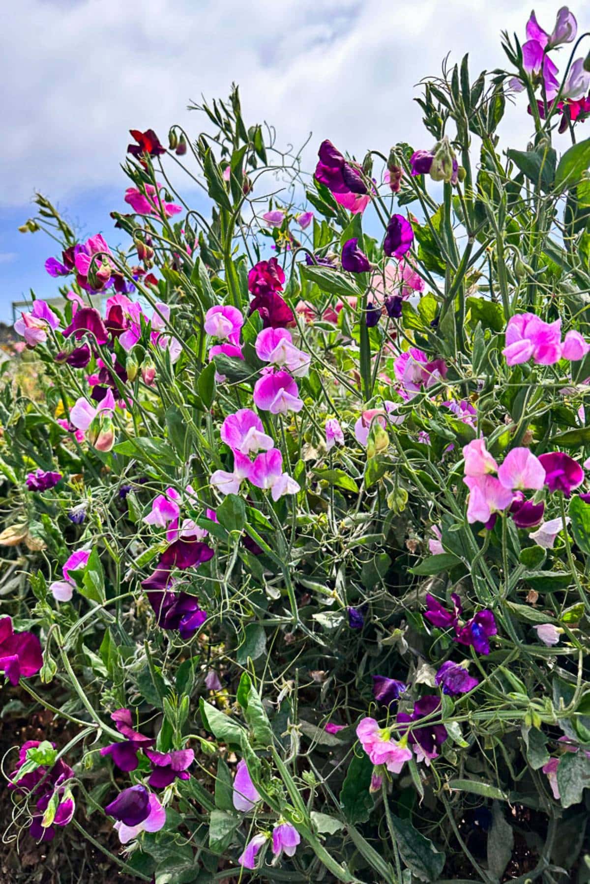 A lush cluster of sweet pea flowers in varying shades of pink, purple, and magenta blooms under a partly cloudy sky. The delicate petals and tendrils create a dense, vibrant display of natural beauty. Green leaves and stems provide a contrasting backdrop.