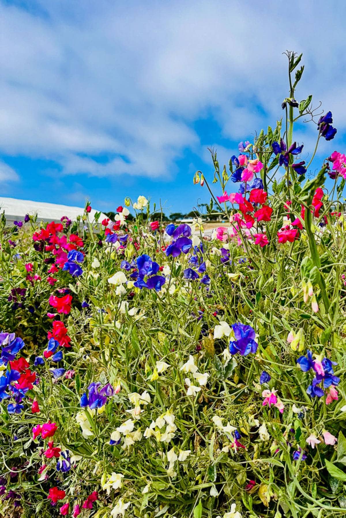 A vibrant bush of sweet pea flowers in full bloom displays a mix of colors, including red, purple, blue, white, and pink, against a backdrop of a bright blue sky with scattered white clouds. Green foliage complements the colorful blossoms.