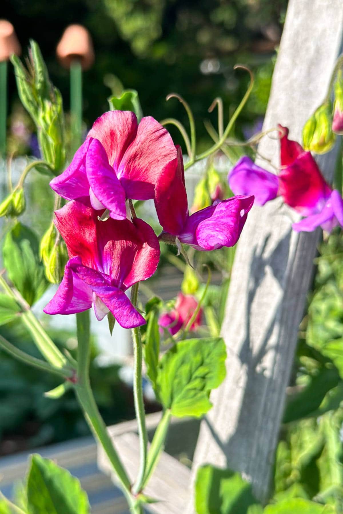 Close-up of vibrant pink and purple sweet pea flowers with green foliage and tendrils, climbing up a weathered wooden trellis. The background is blurred, showcasing a garden setting with soft sunlight illuminating the scene.