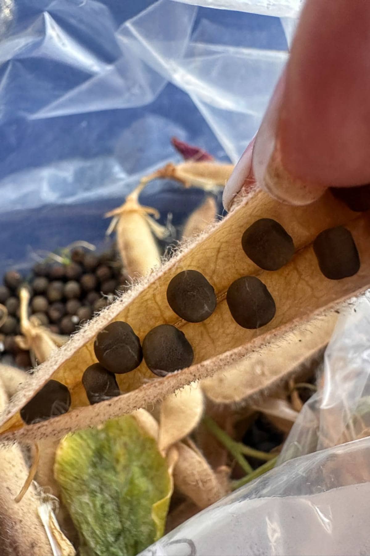 Close-up of a hand holding an open sweet pea pod with several seeds inside. In the background, there are more dried pods and seeds scattered around, all resting on a plastic surface. The scene appears to be related to gardening or seed harvesting.