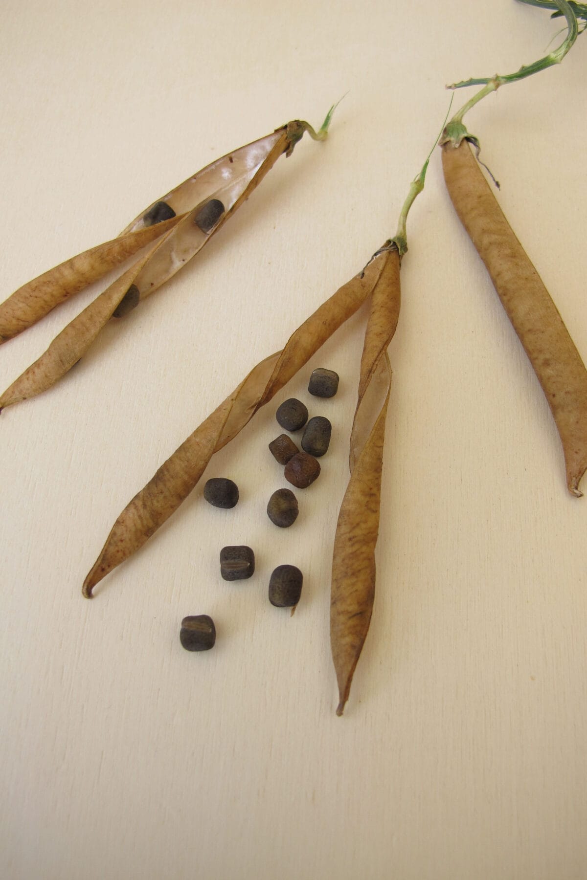 Dry pea pods are opened to reveal small, dark sweet pea seeds spilling out onto a light surface. Two of the pods are whole, while one is partially open, displaying the seeds inside. The texture and color of both the pods and seeds suggest they are dried and mature.