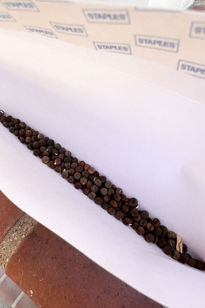 Sweet pea seeds being stored in a white envelope 