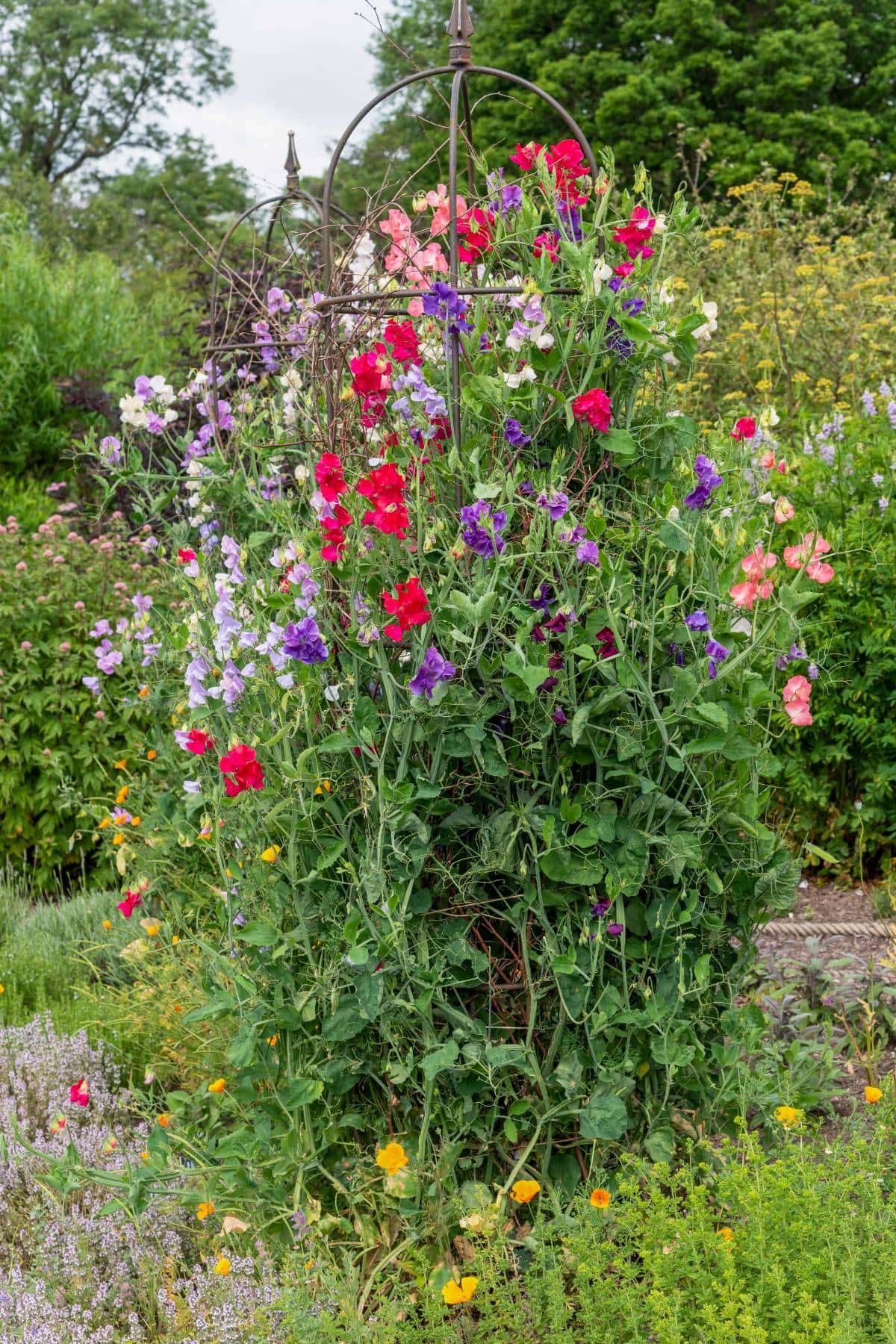 A lush garden features a tall metal framework adorned with vivid sweet pea flowers in shades of red, pink, purple, and white. The surrounding area is filled with various green plants and bright yellow blooms, set against a backdrop of trees and shrubbery.