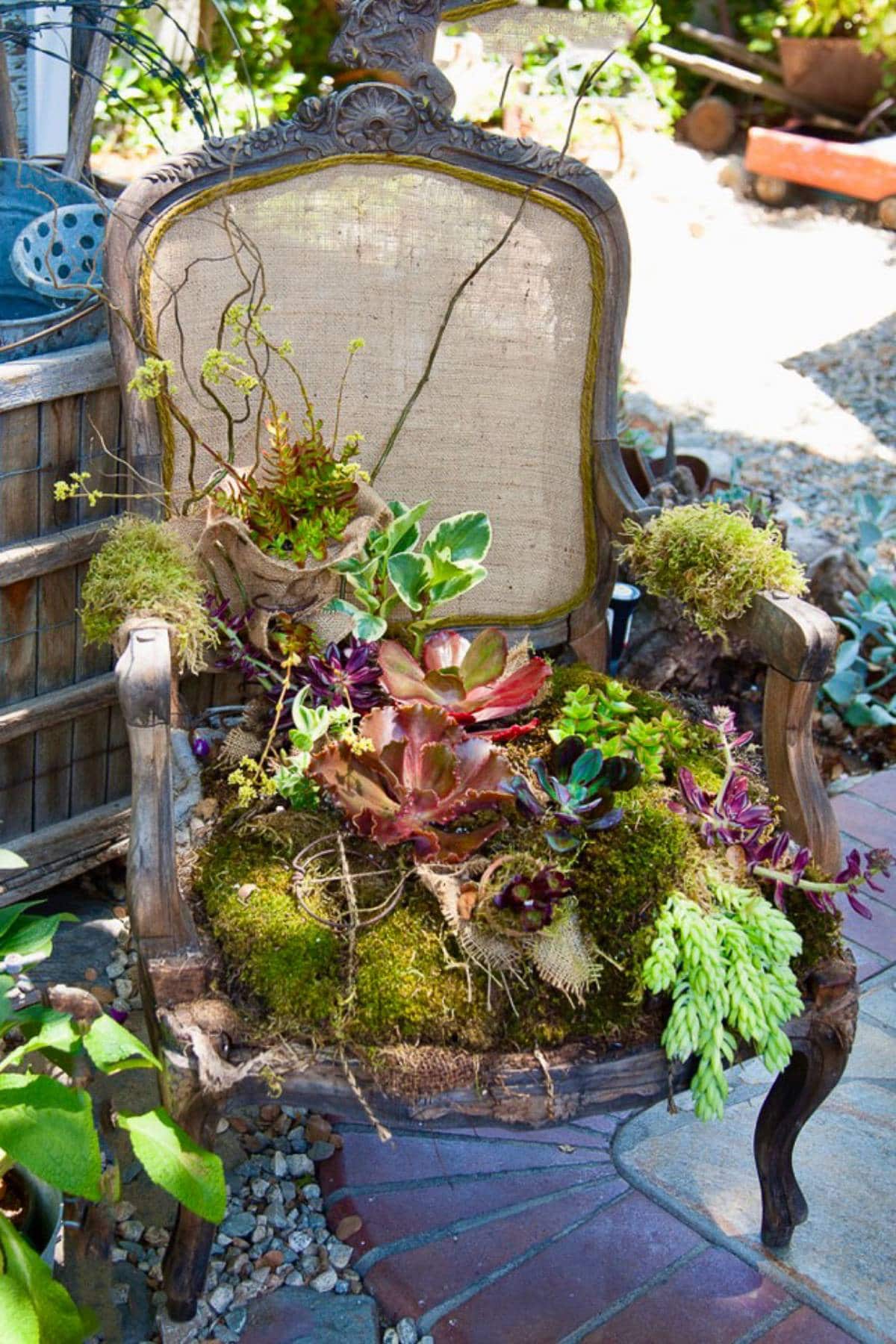 A vintage wooden armchair with an ornate backrest has been repurposed as a garden planter. Various colorful succulents and moss are growing from the seat and armrests. The chair is placed on a patio with other potted plants in the background.