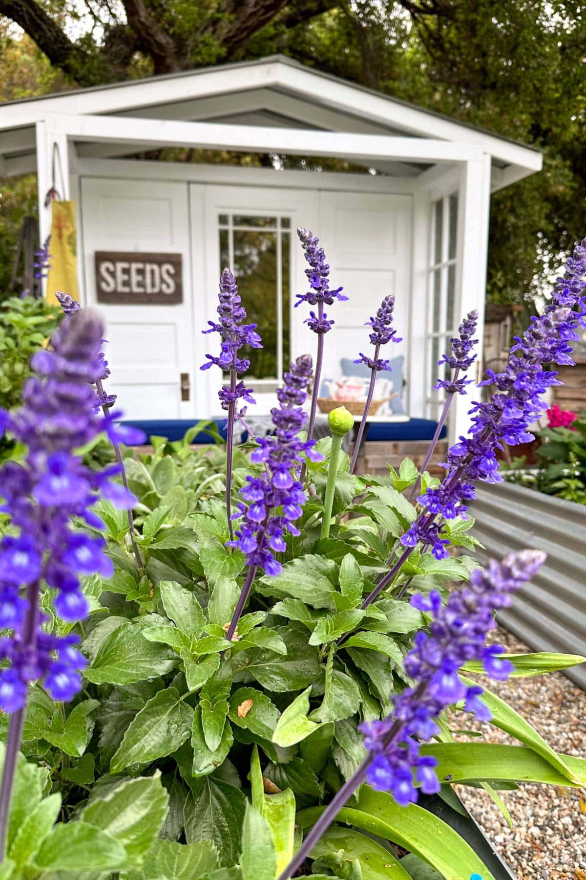 Close-up of vibrant purple flowers in a garden with a white shed in the background. The shed has a sign labeled "Seeds" and is surrounded by various green plants. The scene appears bright and inviting, suggesting a lively garden or small nursery.