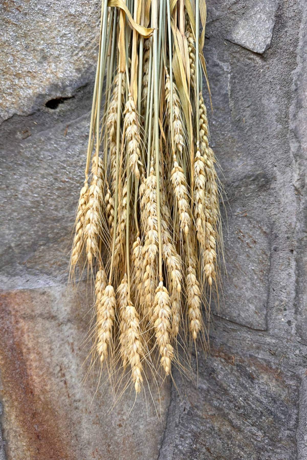 A close-up of a bundle of wheat stalks against a stone wall. The wheat stalks are golden with long, pointed awns and grains clustered along the stems. The stone wall background is textured with shades of gray and brown.