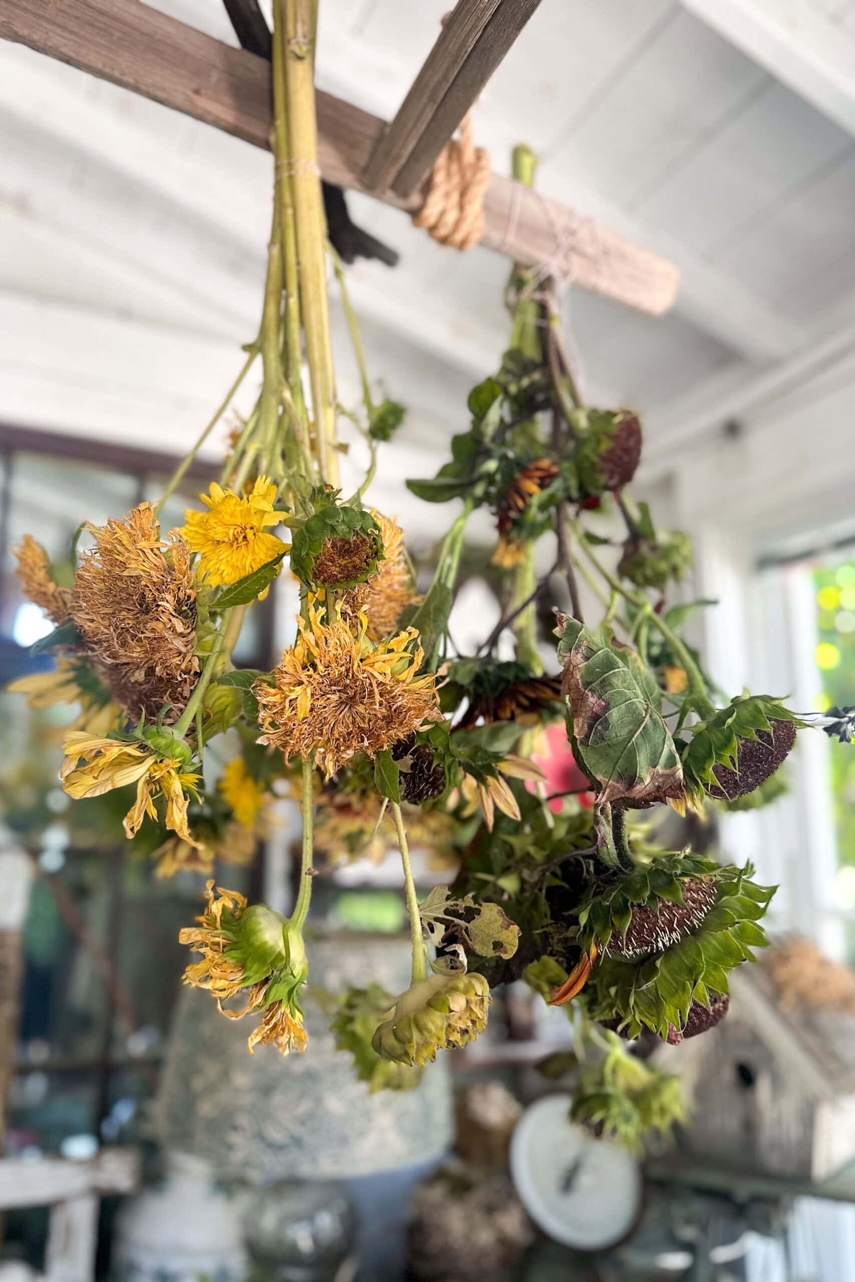 Bouquets of wilted sunflowers hanging upside down from a wooden beam for drying, in a rustic indoor setting with blurred background elements of a window and various decor items add a touch of fall season charm. Consider creating a DIY rope wreath to complement this cozy autumnal scene.