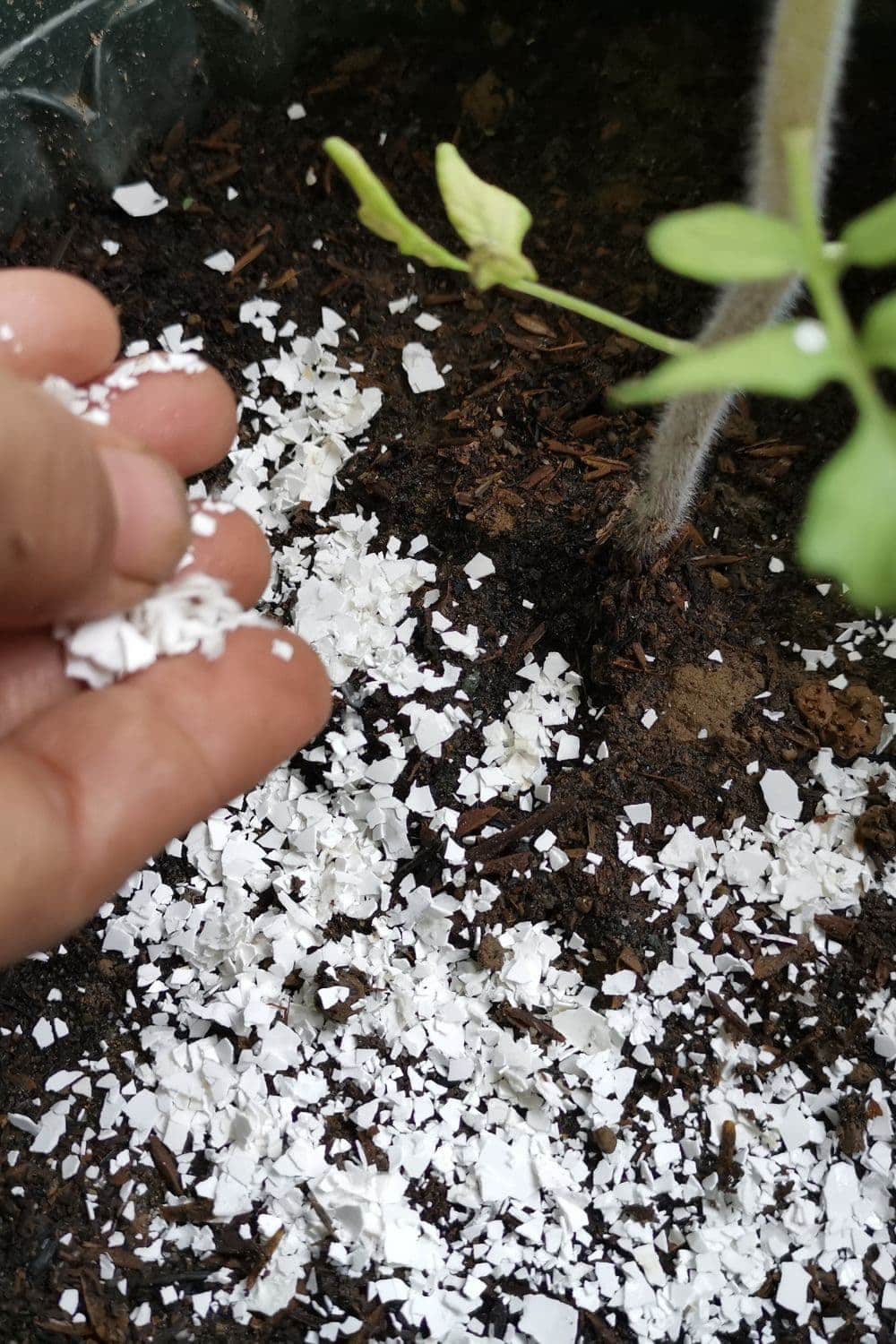 A hand sprinkling crushed eggshells onto the soil around a plant with green leaves, possibly sweet pea seeds. The eggshells cover the dark soil and bits of organic material, potentially providing nutrients or deterring insects.