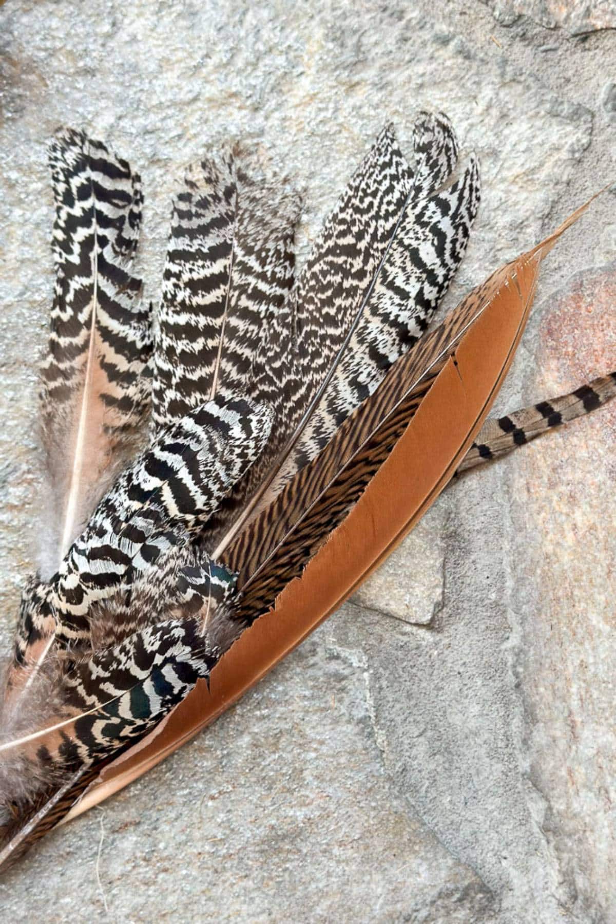 A collection of various bird feathers, including brown and black-striped feathers, displayed against a rough, textured stone background.