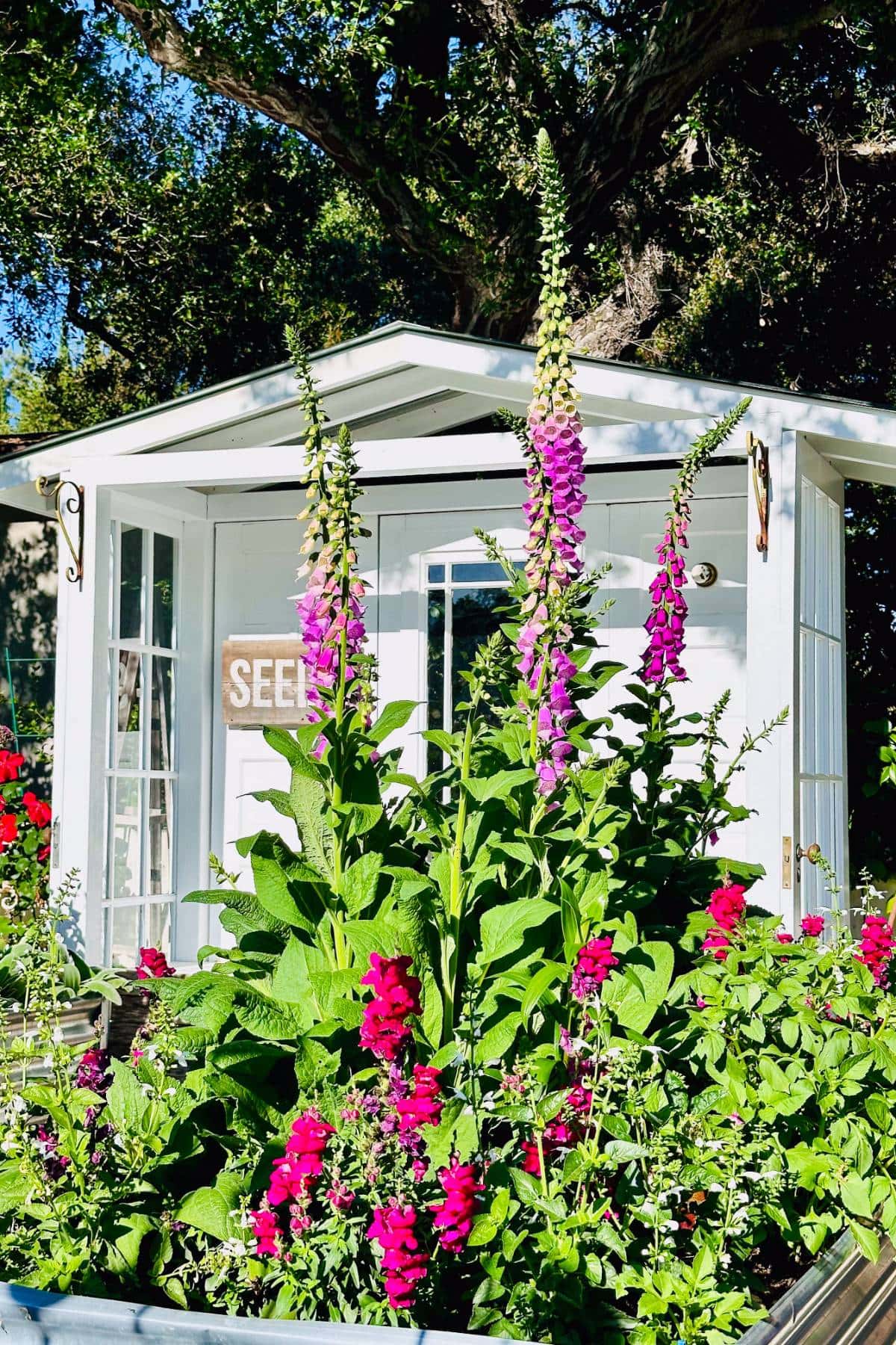 A vibrant garden with tall pink and purple flowers in full bloom stands in front of a small white greenhouse. Surrounding the greenhouse are lush green plants and trees. The structure has glass doors and windows, allowing a glimpse of the interior.