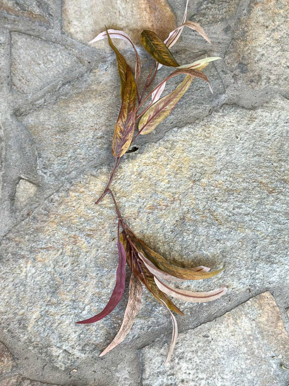 A collection of long, narrow, dried leaves in various shades of brown and red arranged artistically on a textured stone surface.