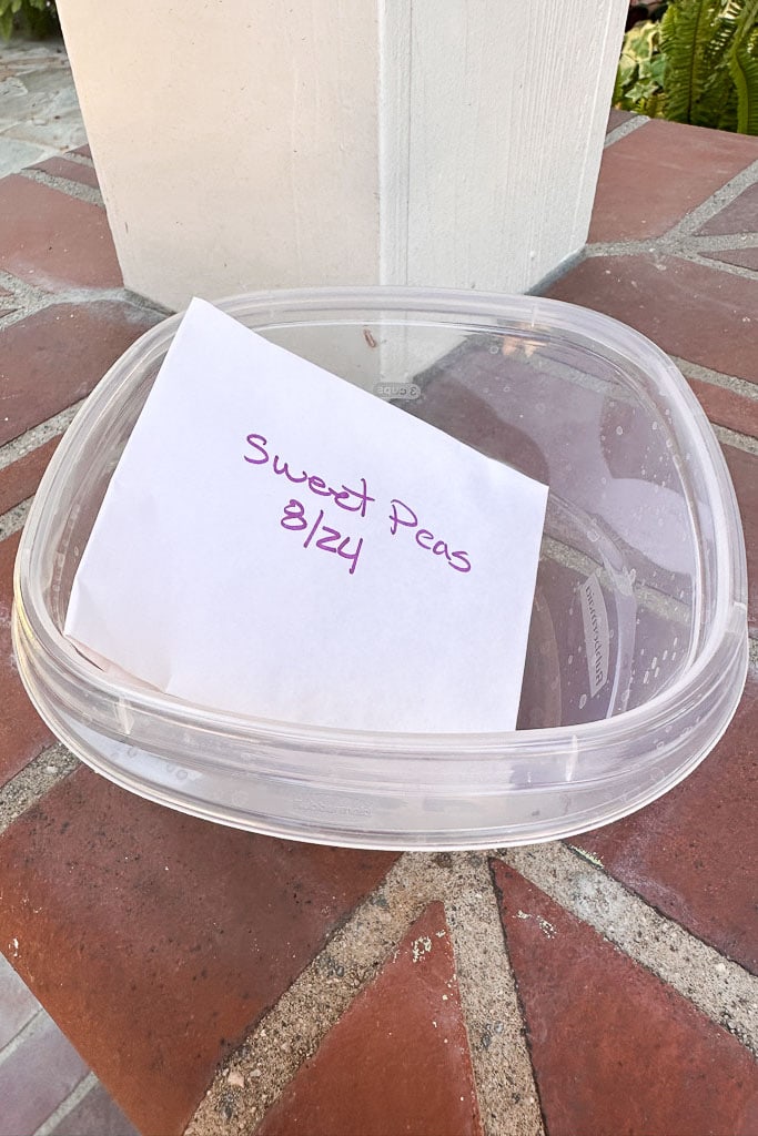 An empty, clear plastic container with a white envelope of sweet pea seeds inside, placed on a red brick surface. The paper has handwritten text in purple that reads "Sweet Pea Seeds 8/24.