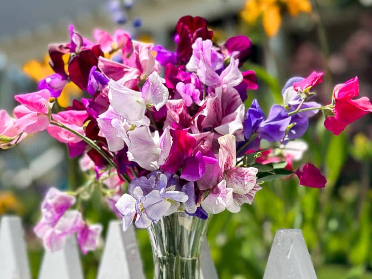 A clear glass vase holding a bouquet of vibrant sweet peas in shades of pink, purple, and white is placed against a white picket fence. In the background, the blurred image of a garden with green foliage and colorful flowers enhances the scene.