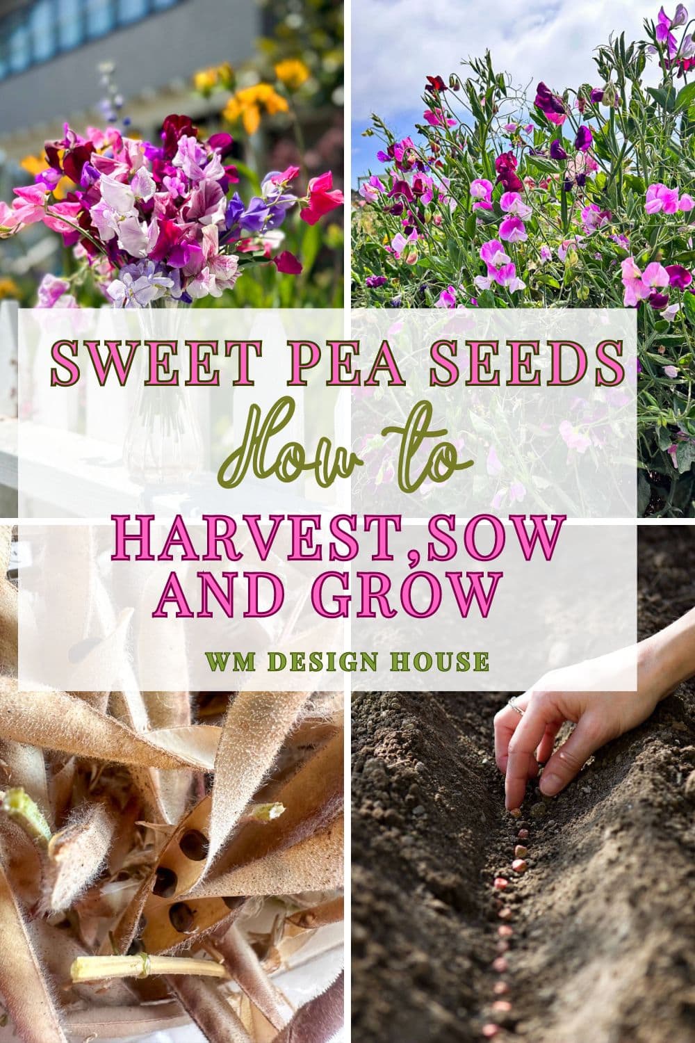 A colorful collage with photos of blooming sweet pea flowers, dried seed pods, and hands planting seeds. Text overlay reads "Sweet Pea Seeds: How to Harvest, Sow, and Grow" with "WM Design House" at the bottom.