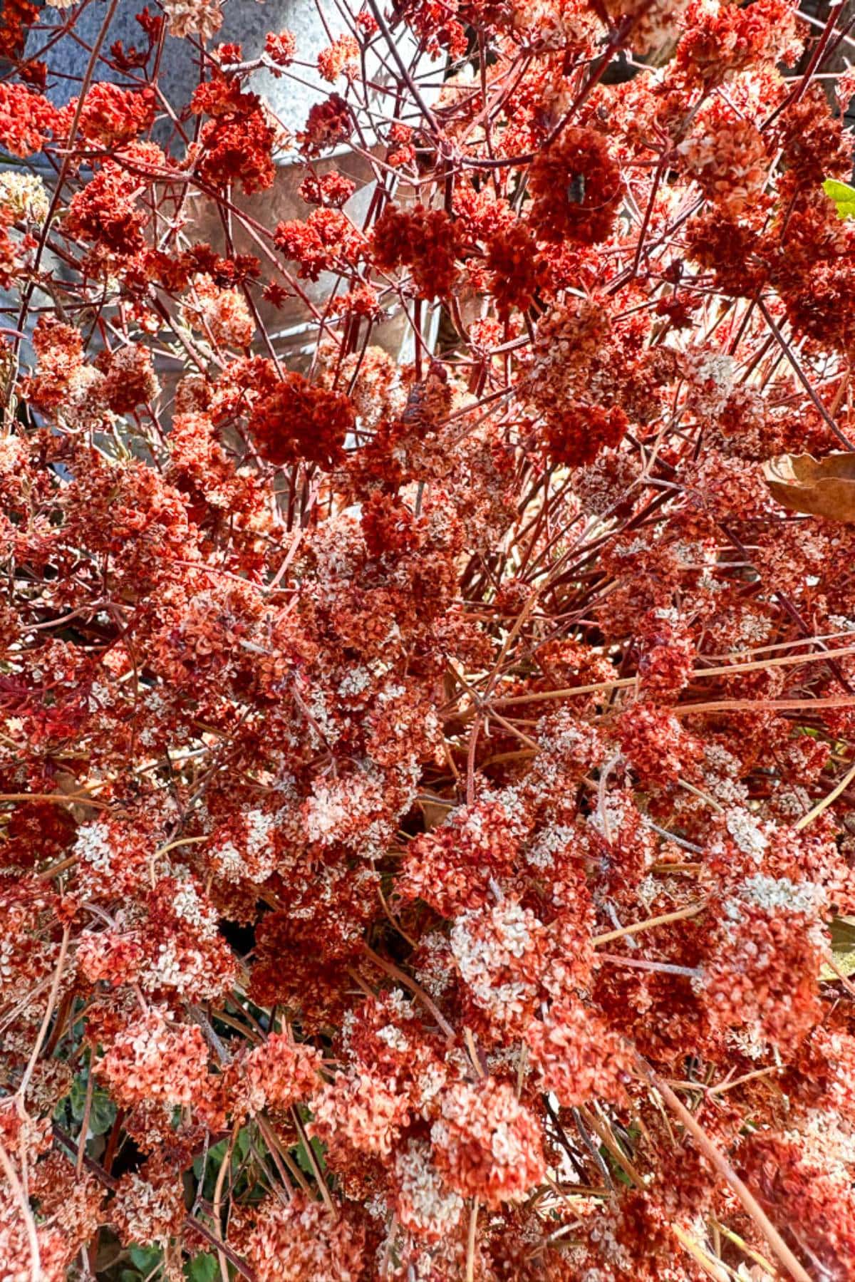 Close-up of dense clusters of rusty red flowers with small stems, creating a rich, textured appearance against a blurred natural background. The flowers' vibrant color contrasts with hints of white and green foliage interspersed among the clusters.