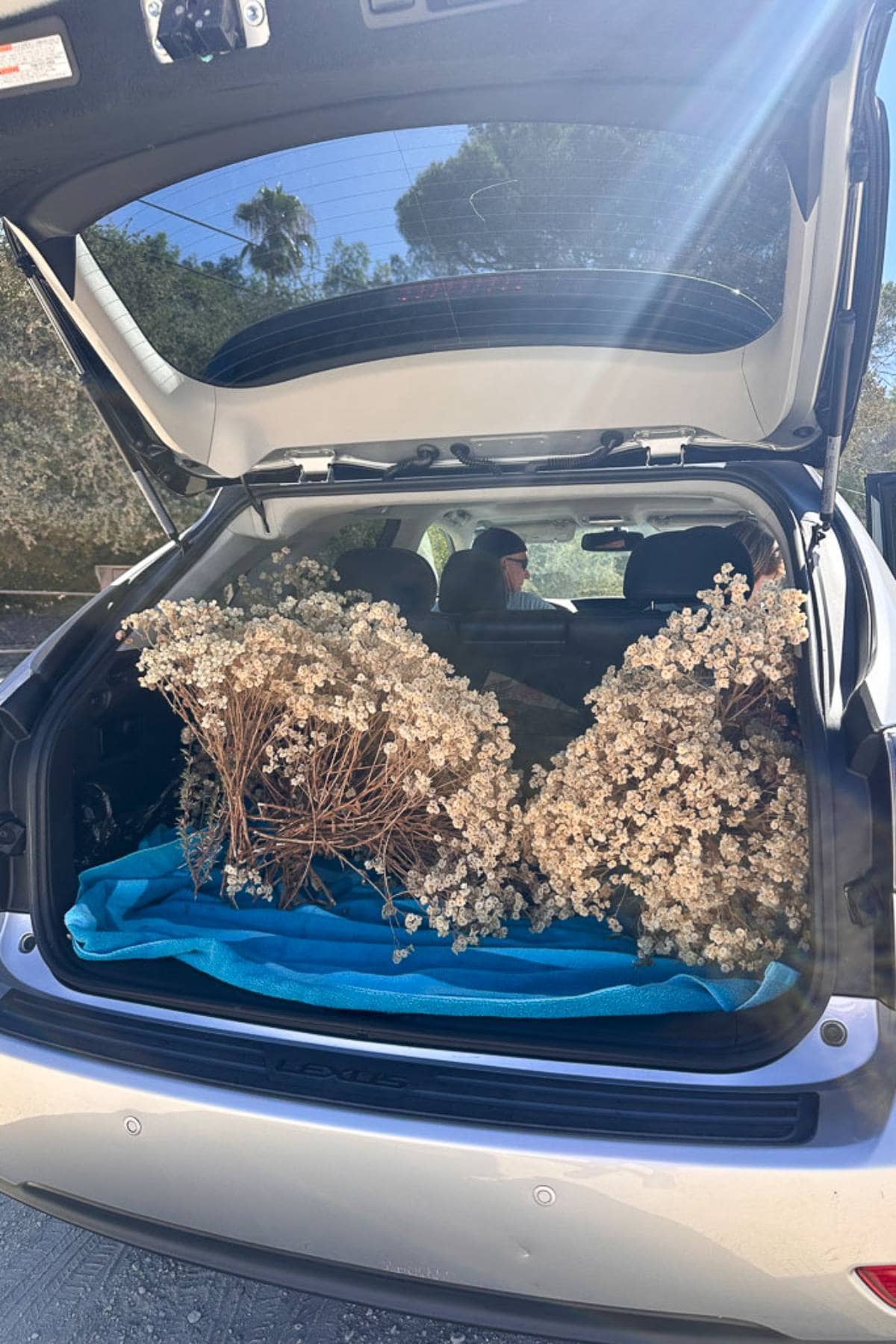 An SUV with its trunk open showing several bunches of dried flowers placed on a blue tarp inside. The background includes trees and a clear sky.