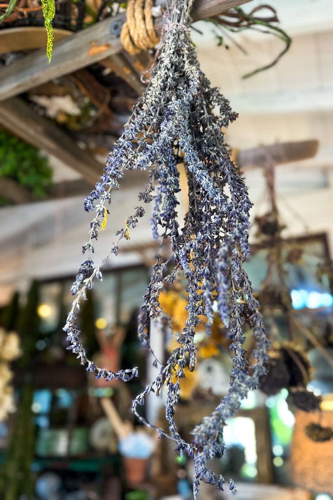 A bunch of dried lavender flowers hangs upside down, tied together with twine. The background features a rustic indoor setting with blurred greenery and wooden shelves, creating a cozy, natural atmosphere.