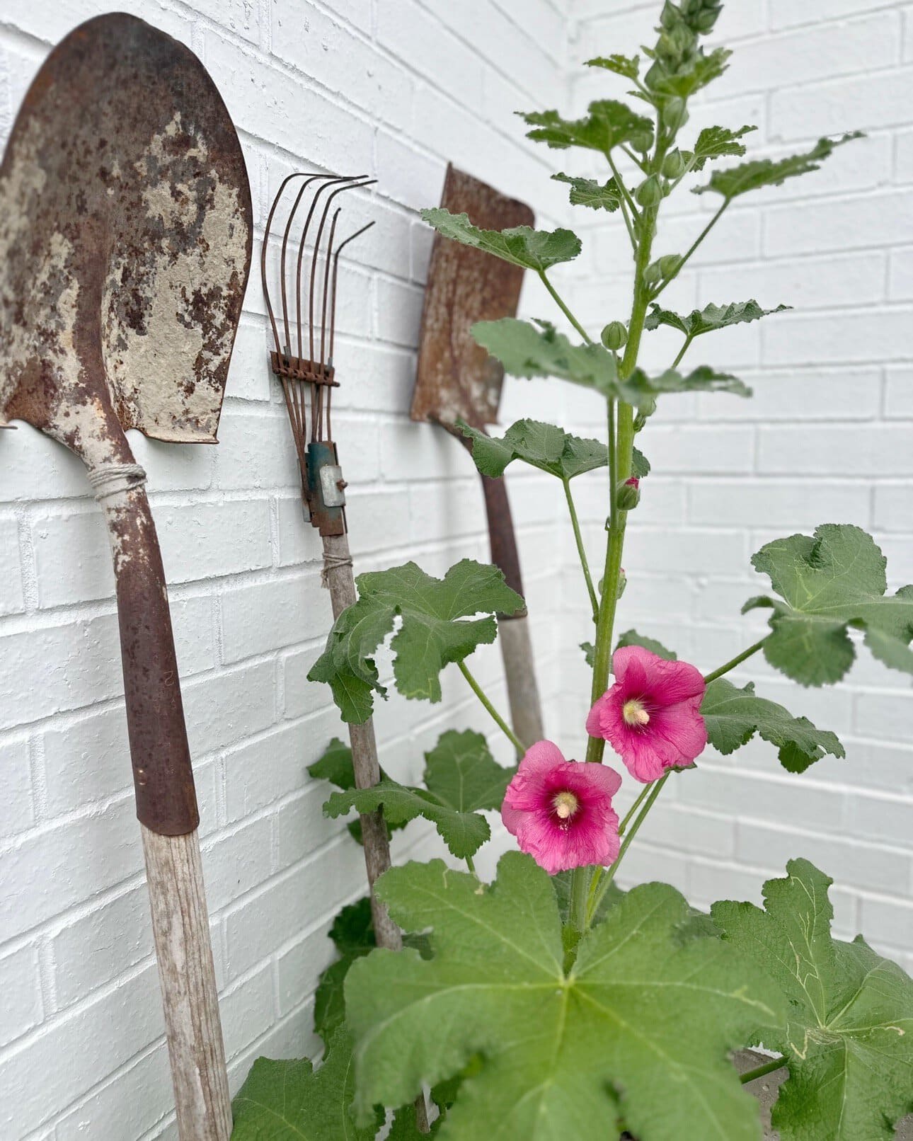 pink hollyhocks growing in a garden with rusty vintage garden tools