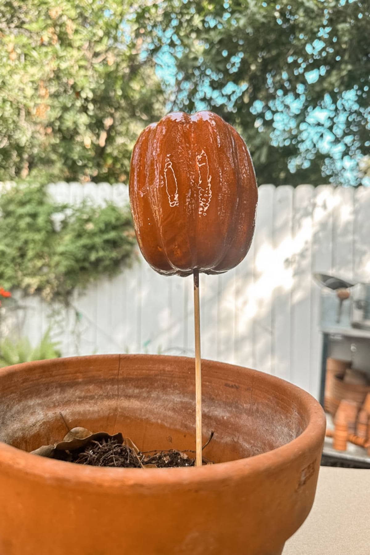 A small brown gourd on a skewer stands upright in a terracotta pot filled with soil, perfect for Halloween decorations. The background features a white wooden fence, green bushes, and a clear blue sky, adding charm to your festive Halloween table.