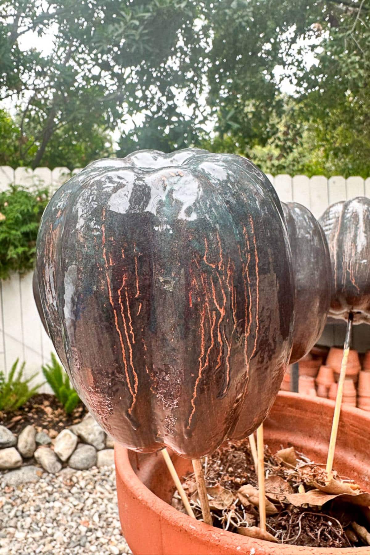 Shiny black pumpkins displayed on wooden sticks in a terracotta pot make for perfect Halloween decorations. The dark, glossy surfaces with reddish streaks add an eerie touch, set against a white picket fence and pebbled ground, creating an ideal backdrop for your DIY Halloween table.