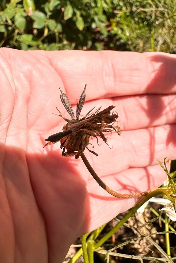 A person holds a small, dried, brown flower using their thumb and fingers. The background shows green, leafy vegetation. The intricate details of the flower are highlighted against the person's palm in the sunlight.