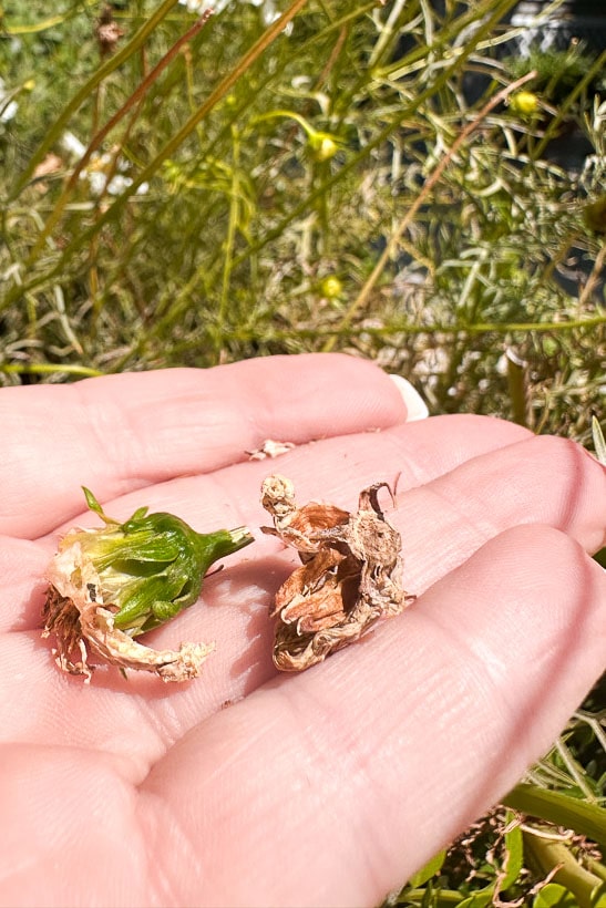 A hand is holding two small, dried plants. One plant is green and slightly wilted, while the other is brown and crumpled. The background features green foliage and grass. The image appears to depict stages of plant drying or decay.