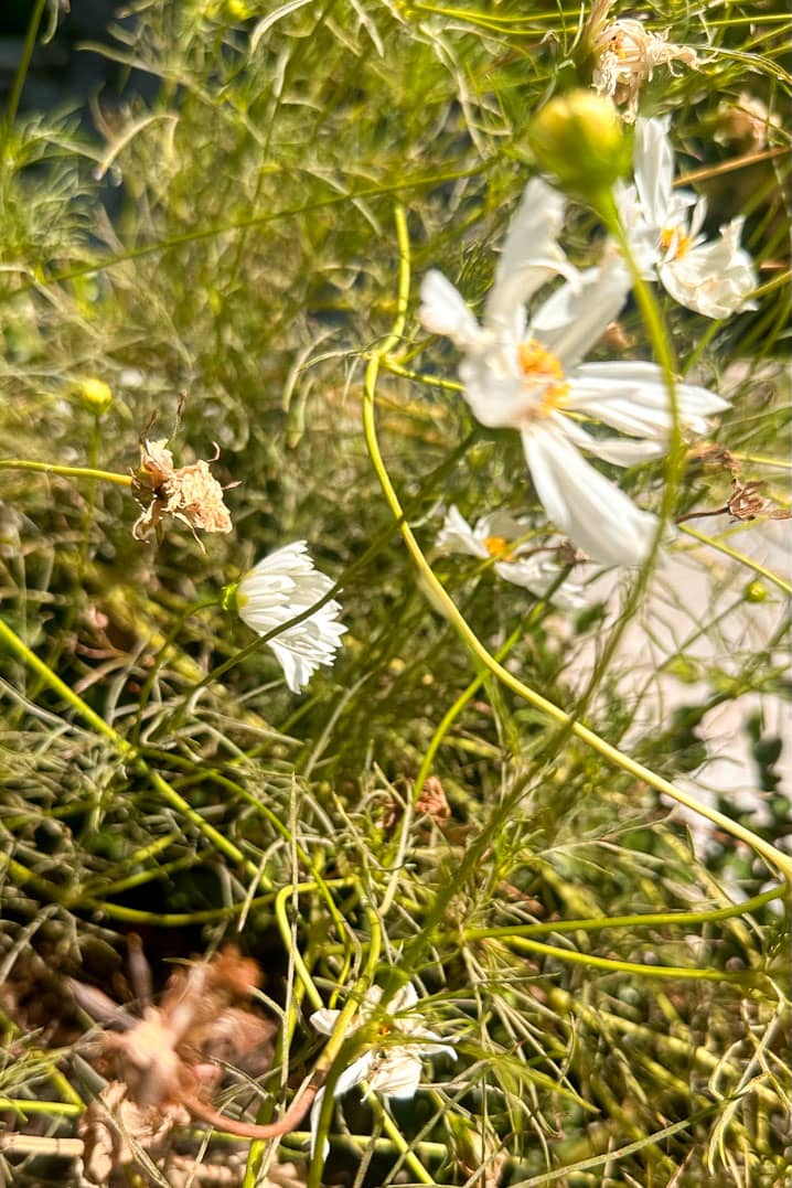 Close-up of delicate white flowers with yellow centers on thin green stems, surrounded by wispy foliage. The sunlight highlights the petals, creating a soft glow. Some flowers appear fresh and blooming, while others are wilting. The background is blurred.