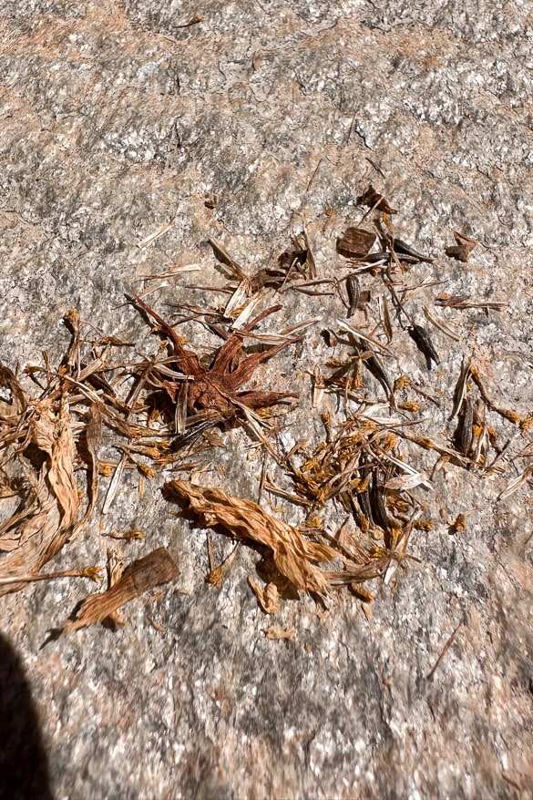 A close-up view of dried and scattered plant debris on a rough, grayish stone surface. The plant matter includes brown twigs, small sticks, and shriveled leaves, creating a texture contrast against the stone background.