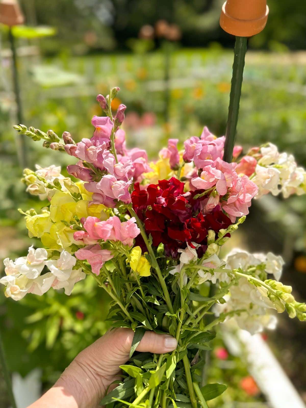 bouquet of snapdragos to collect seeds for a seed exchange