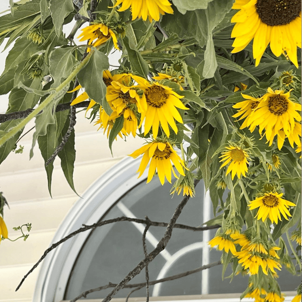 A cluster of yellow sunflowers with vibrant green leaves grows against a light-colored wall featuring a partial view of an arched window.