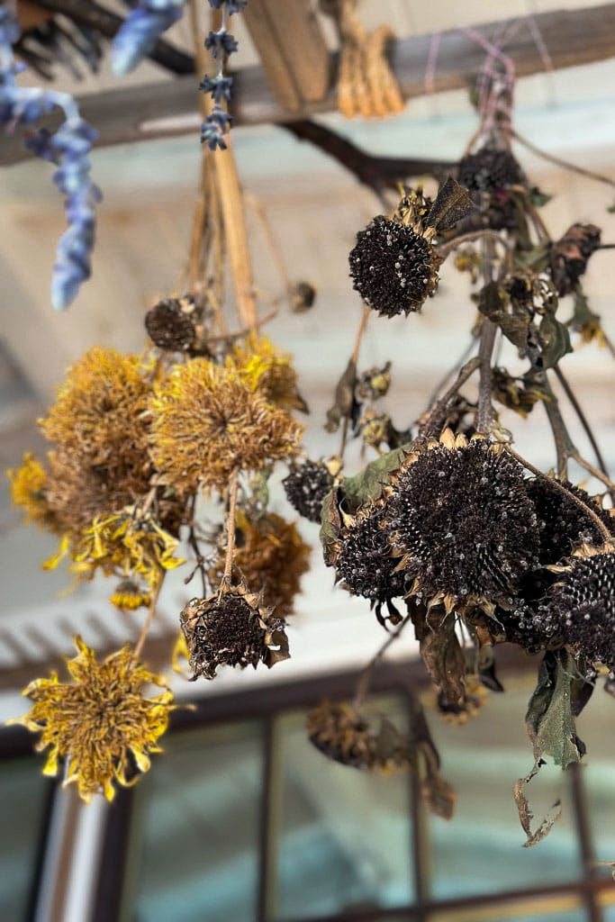 A bunch of dried sunflowers and other plants hang from the ceiling, with some appearing wilted and darkened. The background shows a blurred view of a window and wooden beams.