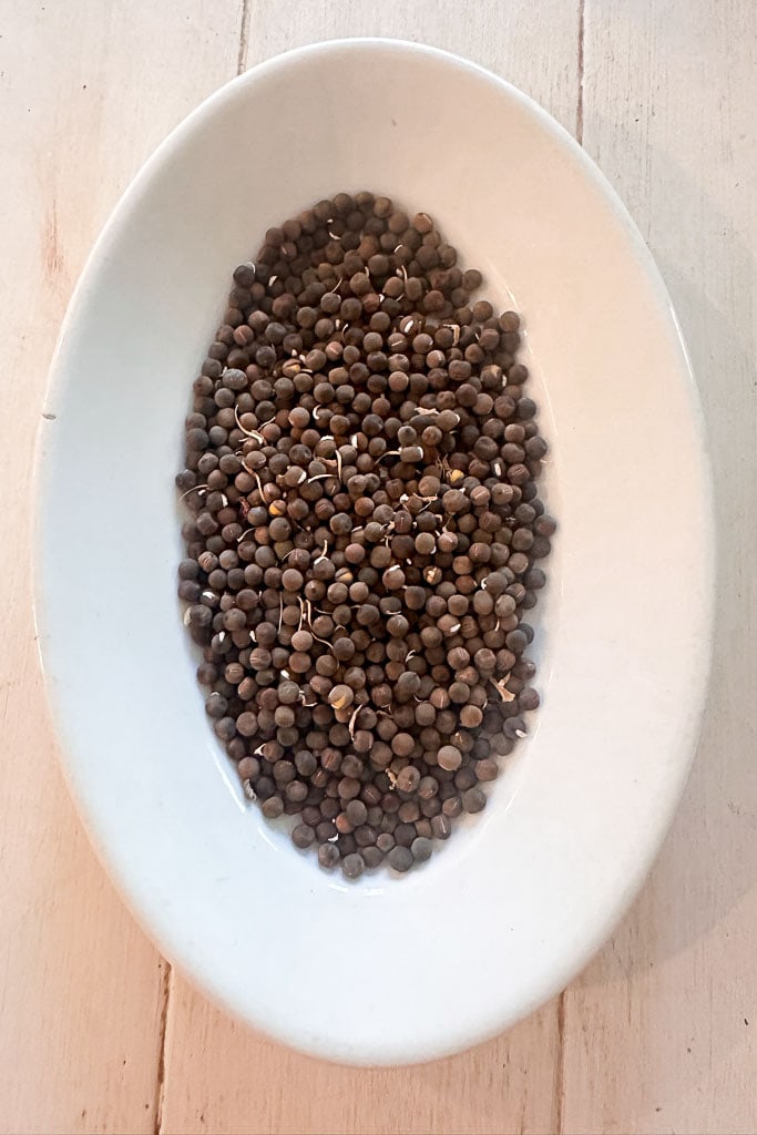 An oval white dish holds a spread of evenly distributed, small brown seeds from a seed exchange program, some of which have sprouted tiny white roots, on a light wooden surface.