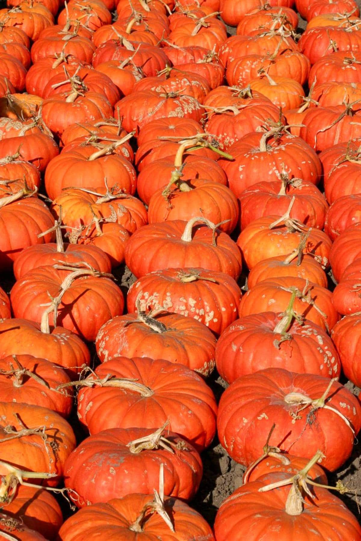 A large collection of bright orange cinderella pumpkins arranged in neat rows. Each pumpkin has a distinct shape and texture, with stems still attached. The image captures the abundance and variety of pumpkins in a sunny outdoor setting.