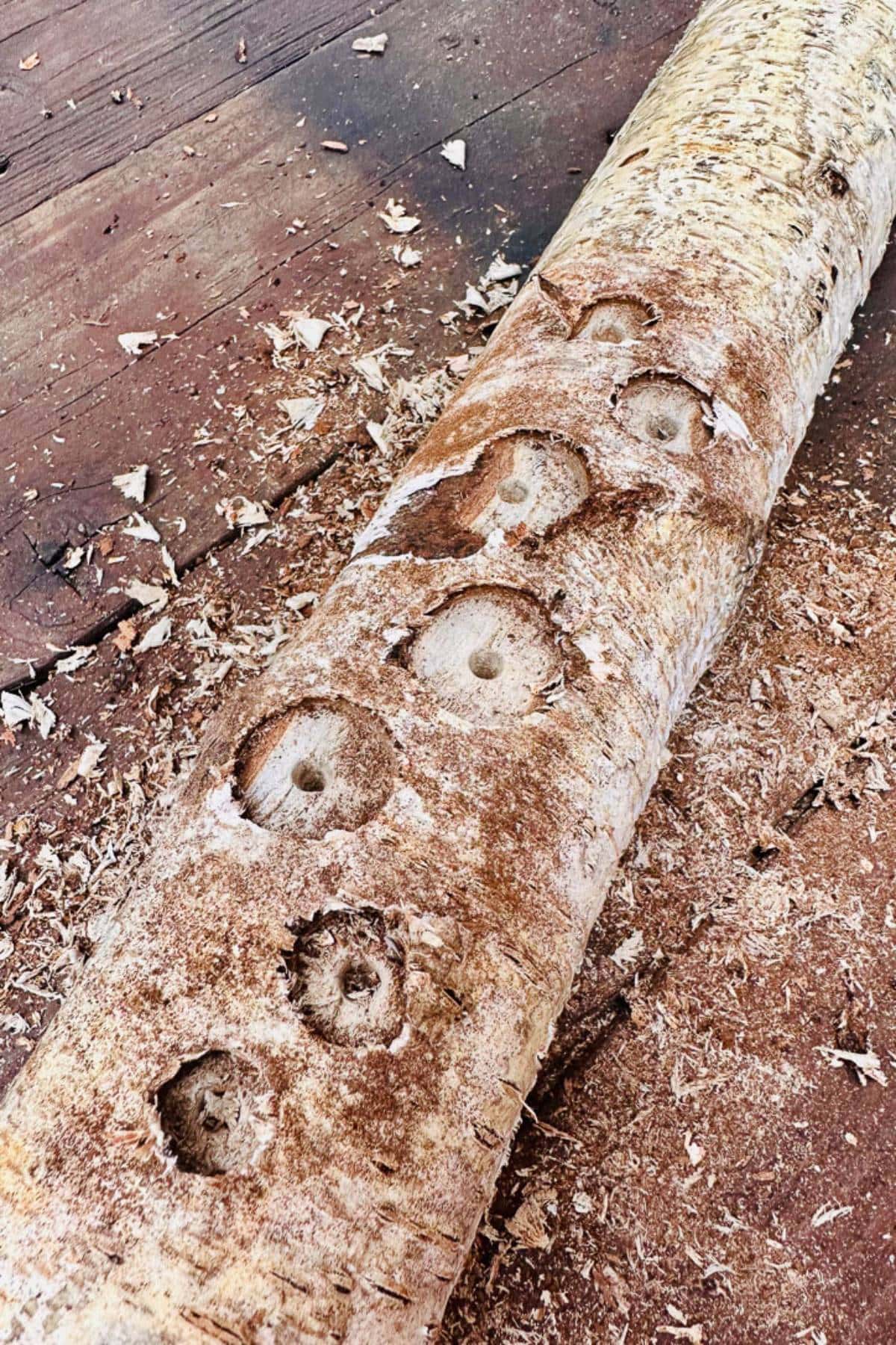 A wooden log with several evenly spaced holes drilled into its surface lies on a sawdust-covered floor. The texture of the wood and shavings indicates recent drilling work.