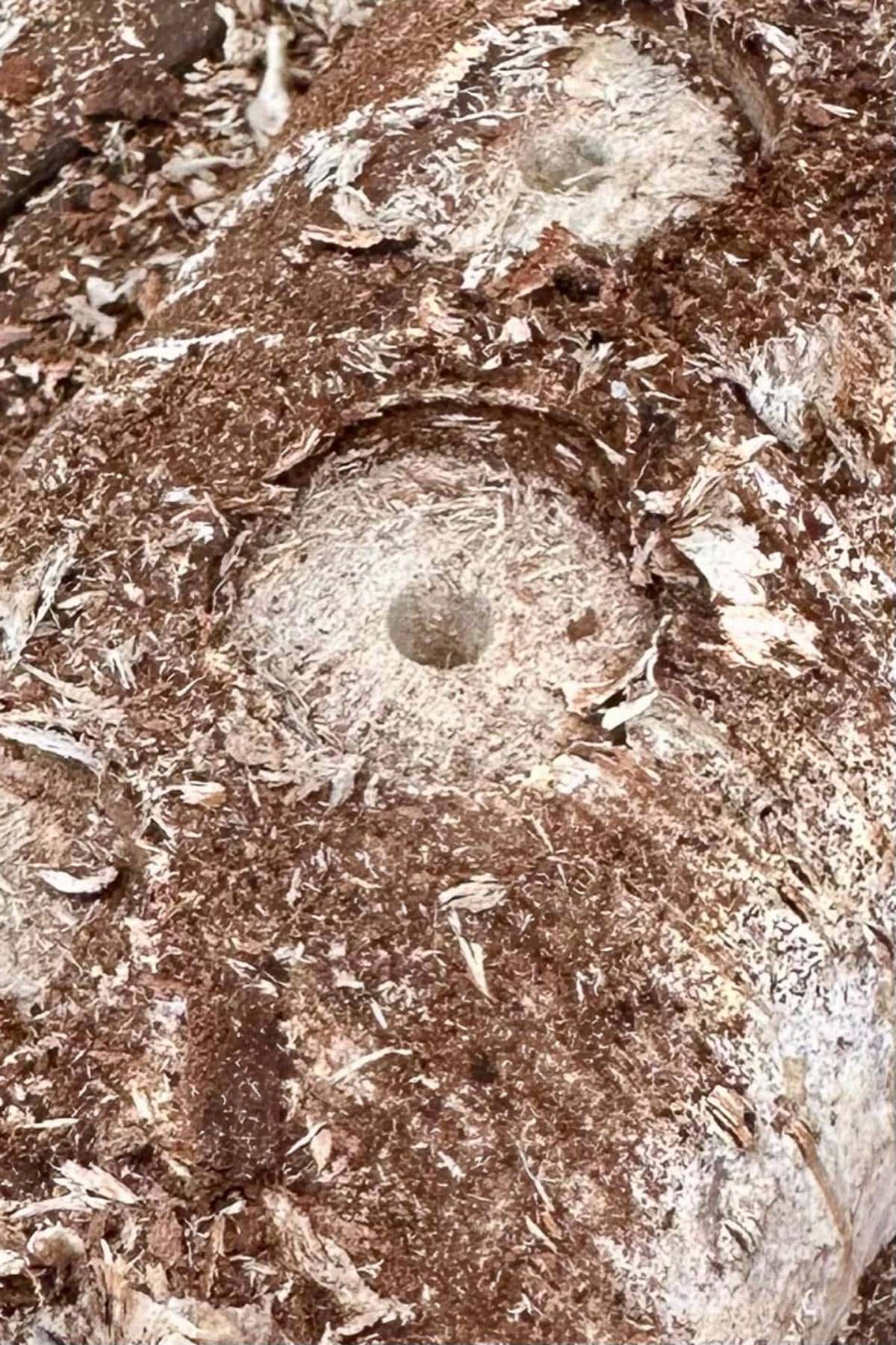 Close-up of a tree trunk showing a circular hole surrounded by rough, peeling bark. The wood surface has various shades of brown, with some areas appearing smoother than others.