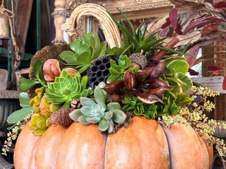 A succulent pumpkin centerpiece, adorned with dried lotus pods, pine cones, and foliage, creates an autumn-themed arrangement. This decorative piece is set against rustic wooden elements for a warm seasonal touch.