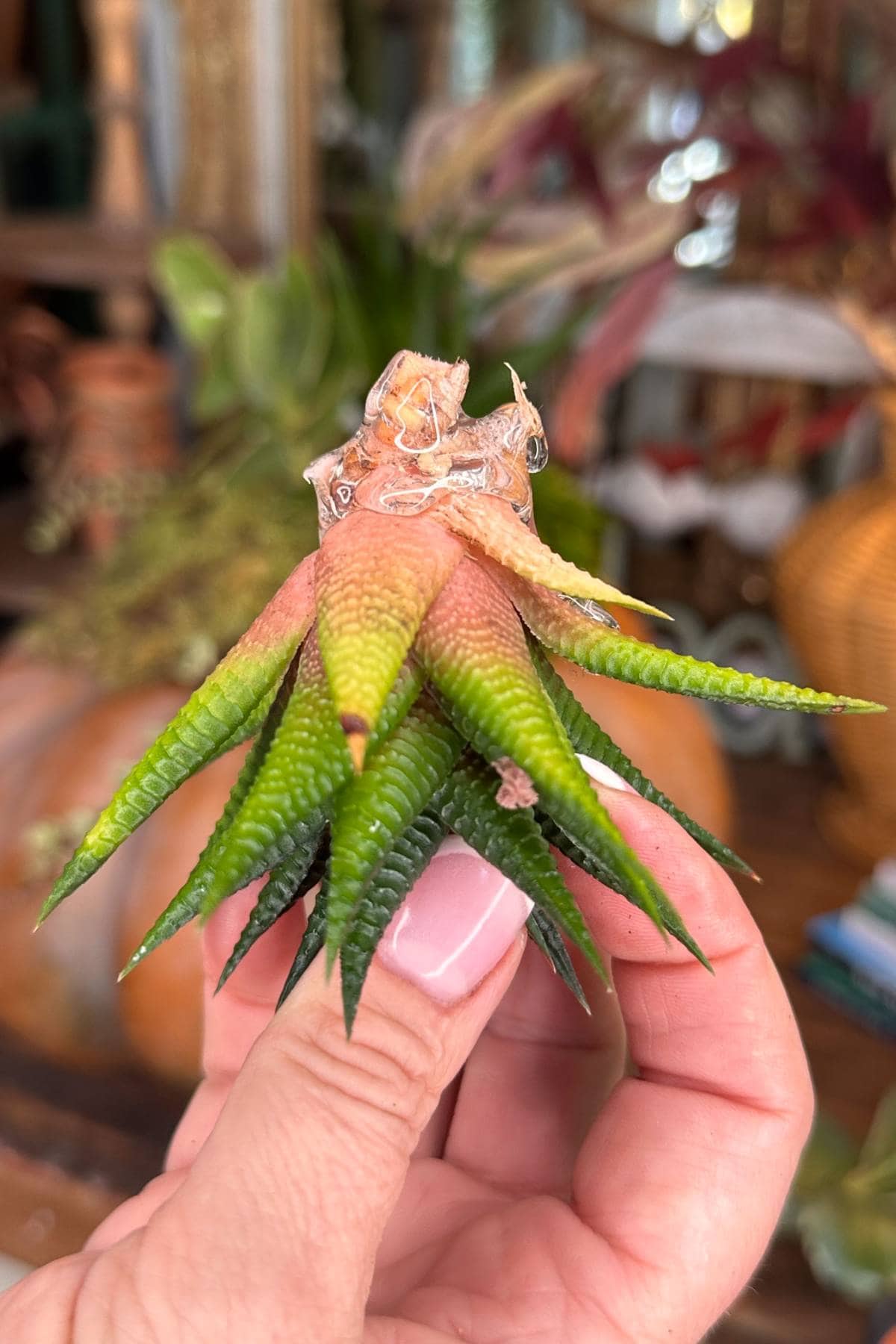 A hand holding a small, unusual succulent with green and pinkish-orange pointed leaves with hot glue on the stem. The background includes blurred plants and earthy decor elements.