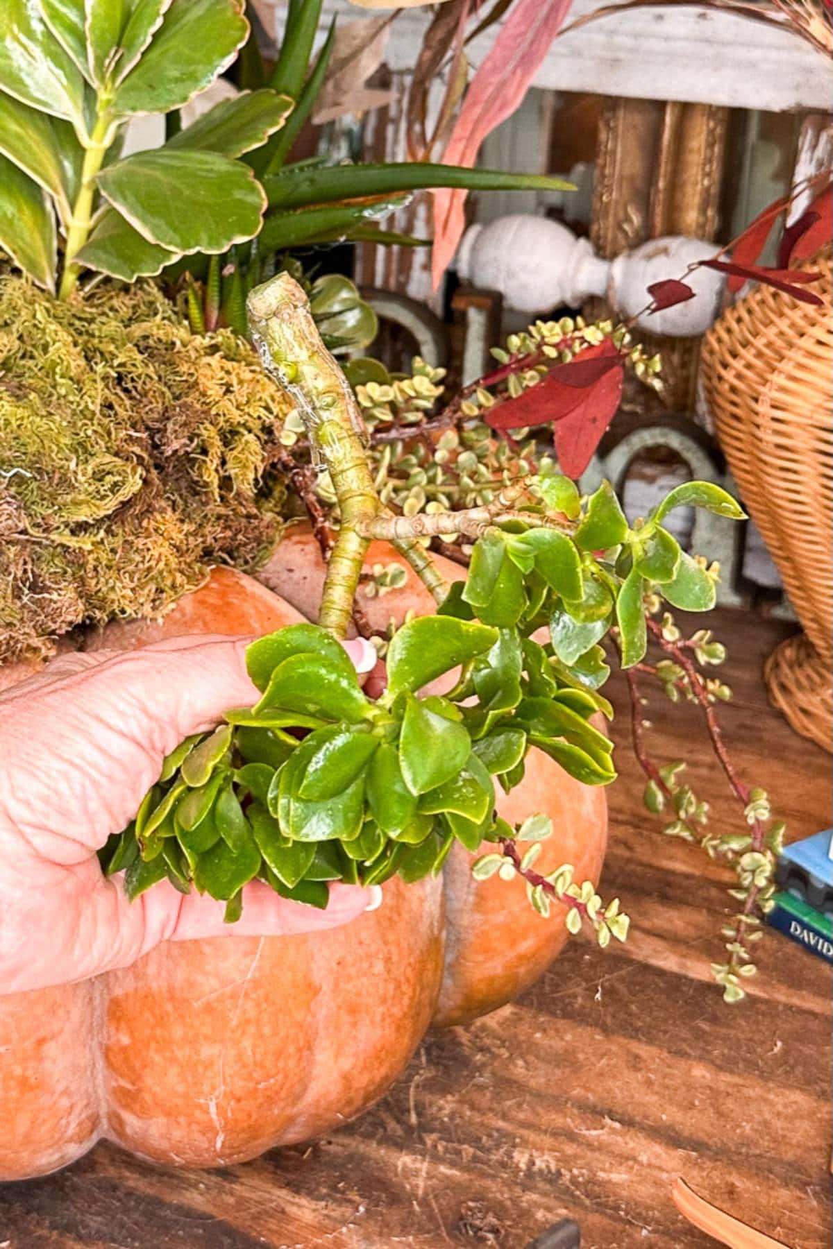 A hand holding a small succulent with hot glue on the stem next to a large, orange pumpkin on a wooden table. Other green plants, moss, and decorative items are in the background, creating an autumn or harvest-themed display.