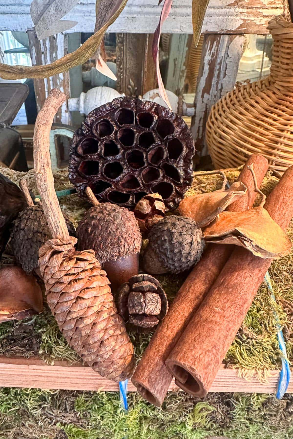 A display of natural elements including a dried lotus pod, pine cone, cinnamon sticks, acorns, and textured seeds arranged on a bed of moss in a decorative setting.