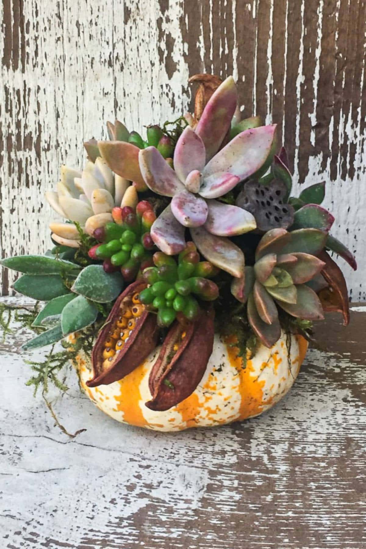 A decorative arrangement featuring various succulents and seed pods is artfully displayed on top of a small, orange and white tiger pumpkin. The background consists of a rustic, weathered wooden surface.