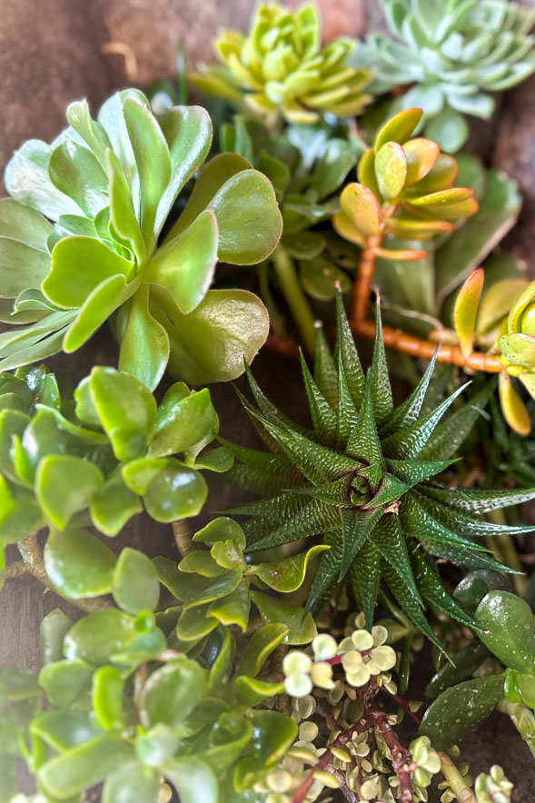 A close-up of various succulents, including rosette-shaped, spiky, and small rounded leaf varieties, displaying different shades of green. The plants are densely clustered, showcasing their diverse textures and forms.