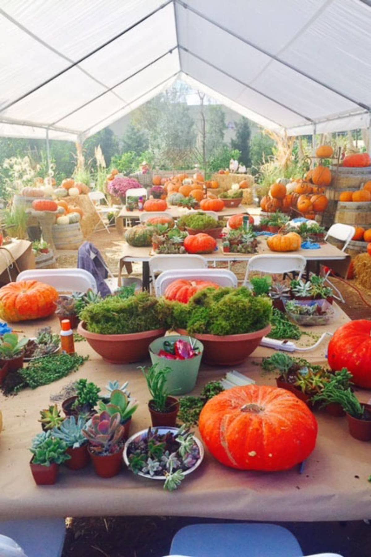 A greenhouse filled with tables showcasing potted succulents, moss, and large orange pumpkins. White chairs are arranged around each table. Stacks of pumpkins and garden decorations are visible in the background.