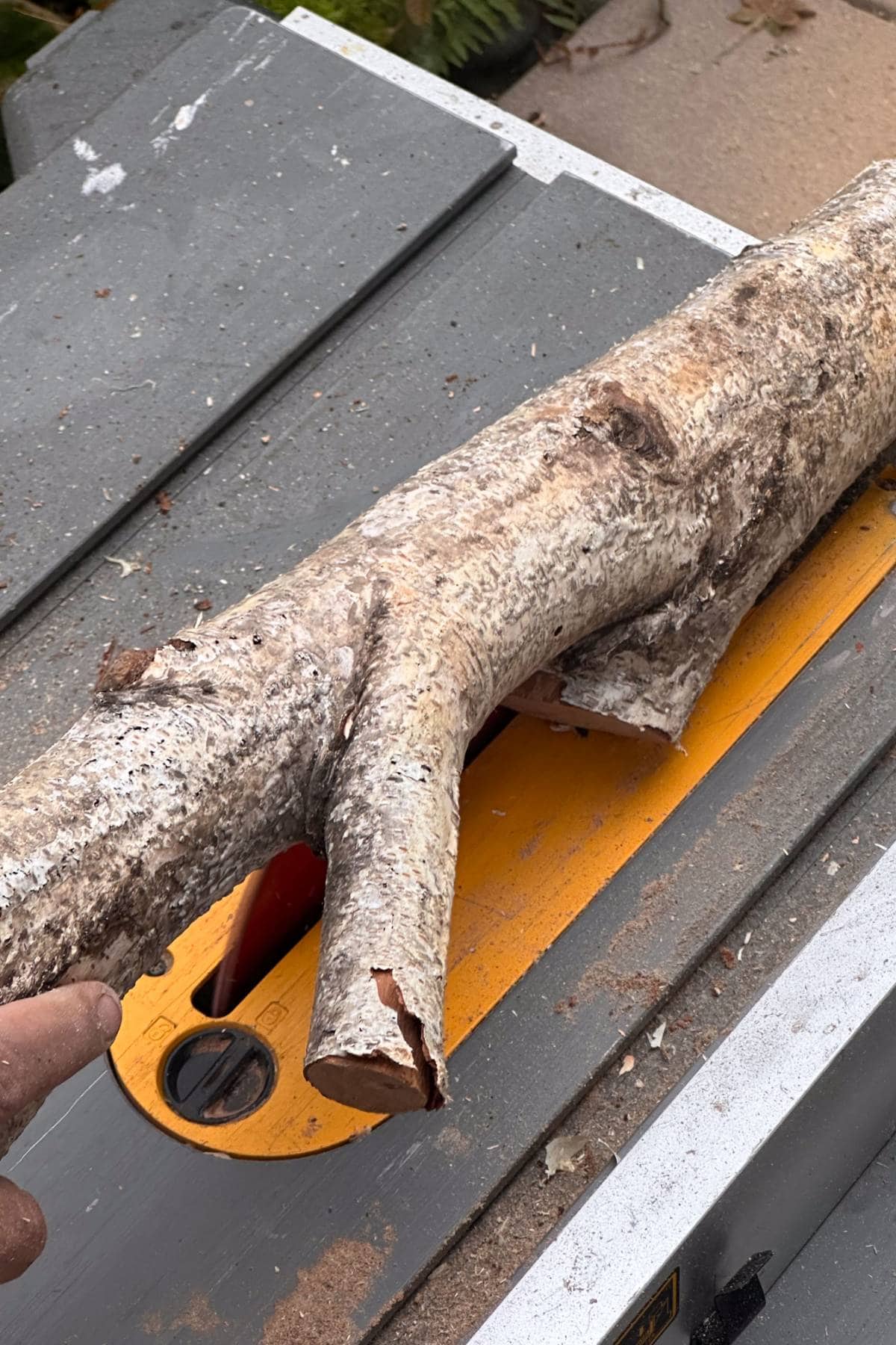 A hand pushes a tree branch with a forked section through a table saw, with the saw's yellow safety guard visible. Wood shavings are scattered across the saw's surface.