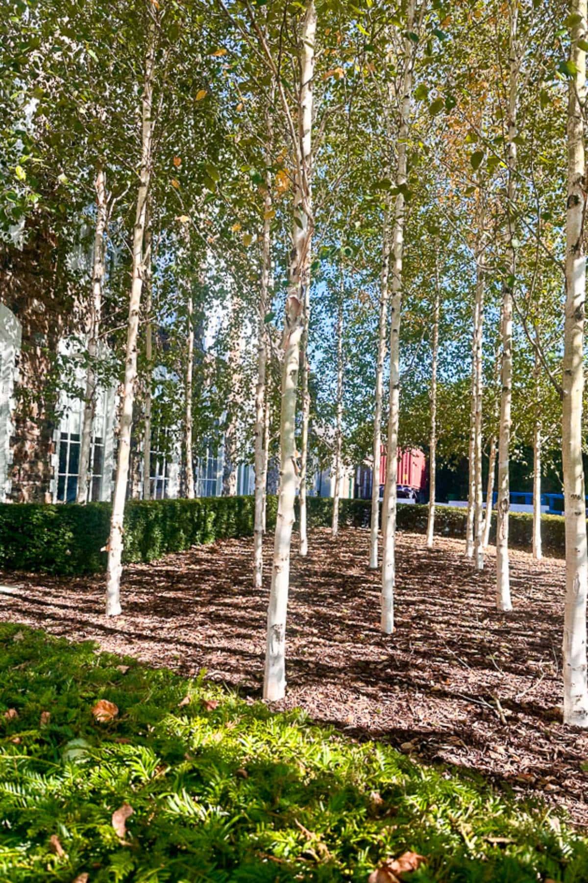 A grove of slender birch trees with white bark is illuminated by sunlight. The trees stand on a mulched area, surrounded by a low hedge at the back and lush green ground cover in the foreground. A brick building wall is partially visible.