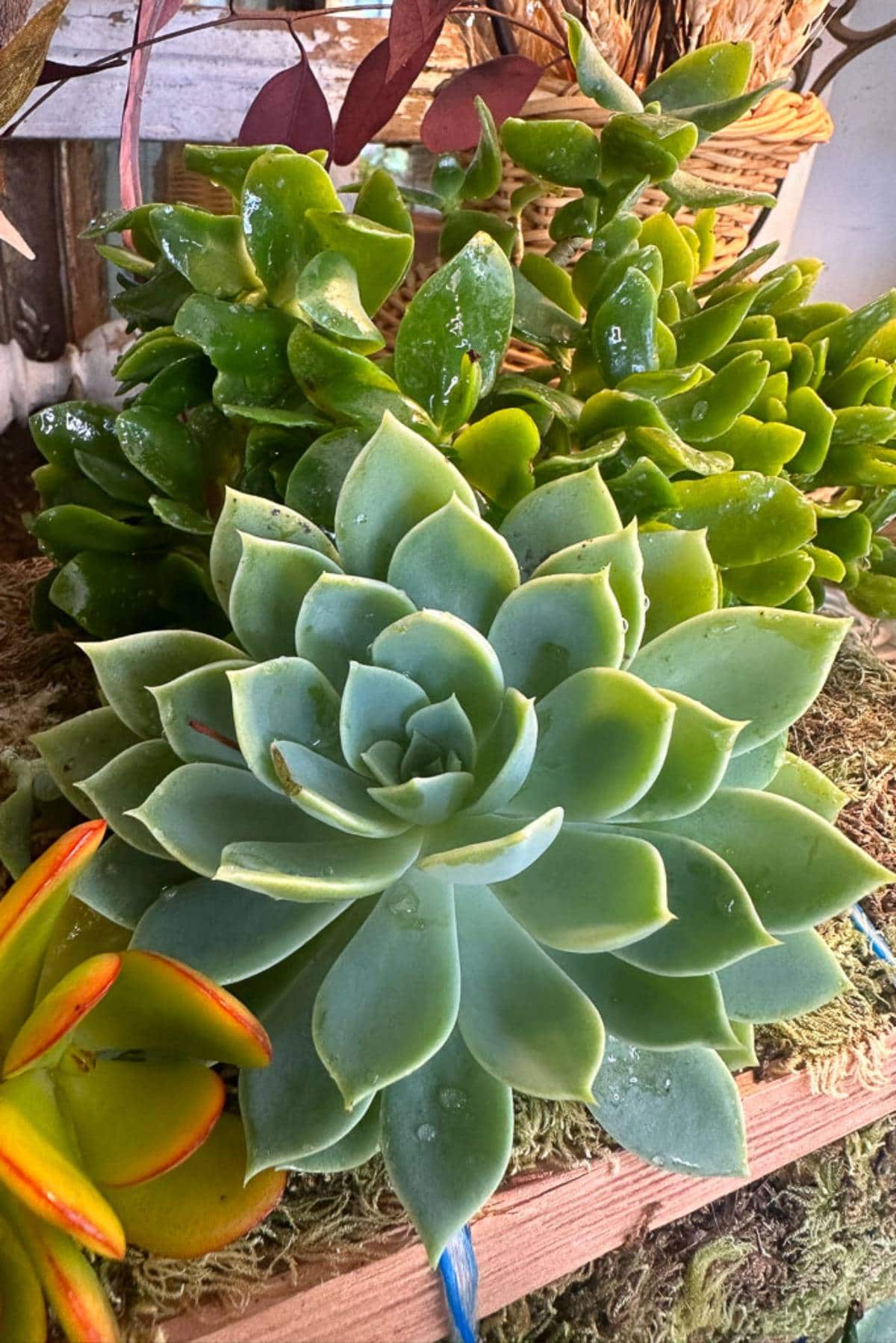 A close-up of a vibrant green echeveria succulent surrounded by other green succulents. The echeveria has thick, fleshy leaves arranged in a rosette pattern. Dewdrops are visible on the leaves, and they are placed on a mossy surface.