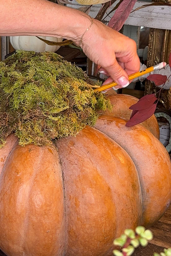 A hand places moss on top of a large pumpkin, with a pencil resting nearby. The pumpkin is surrounded by autumn leaves and plants, creating a natural, seasonal arrangement.