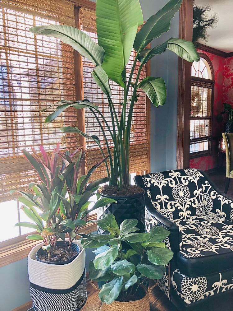 A cozy indoor space, perfect for a Sunday Sharing session, features a large potted plant with broad leaves, a smaller plant with pink-tinted leaves, and another with large green leaves near a black and white patterned armchair. Sunlight filters through bamboo blinds on the windows.