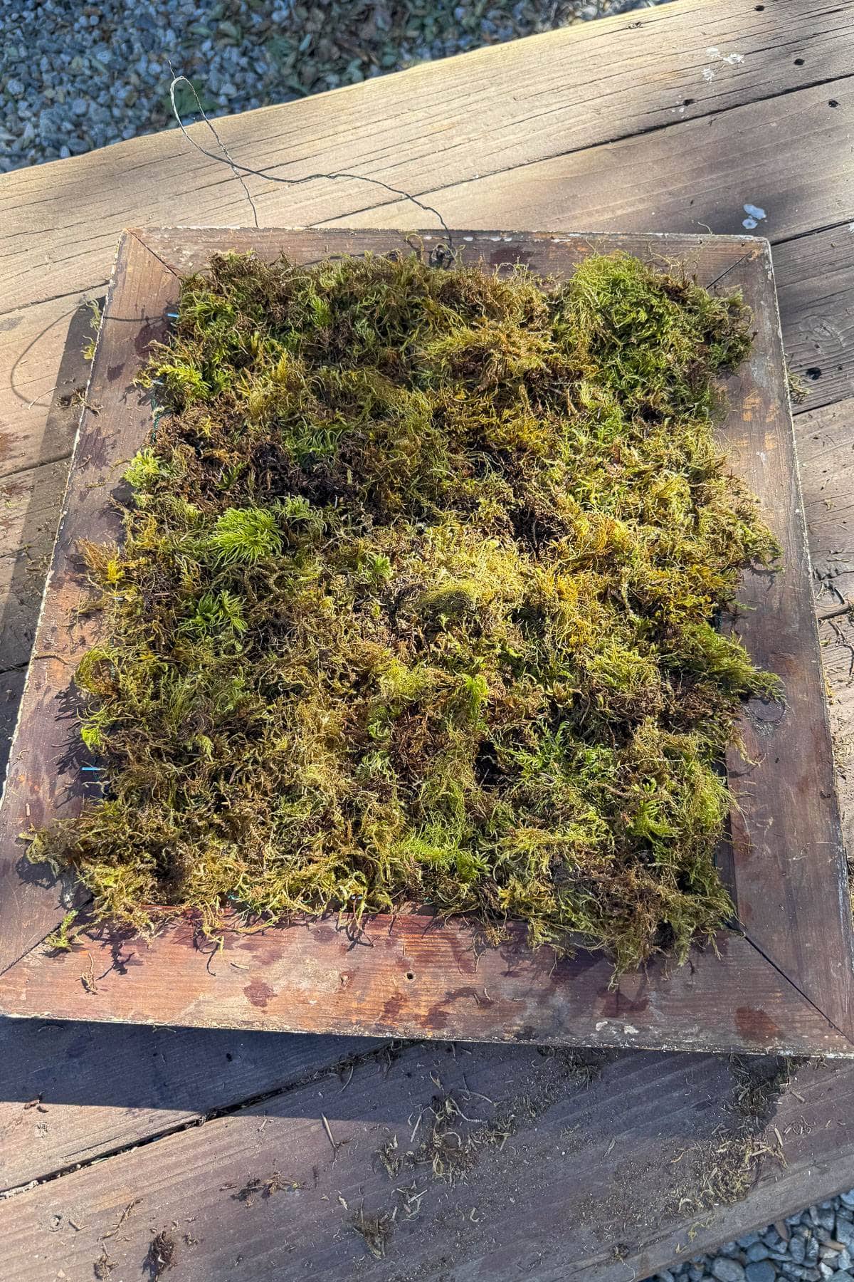 A wooden frame filled with clusters of green and brown moss placed on a wooden surface. Sunlight creates shadows, enhancing the texture of the moss and the wood.